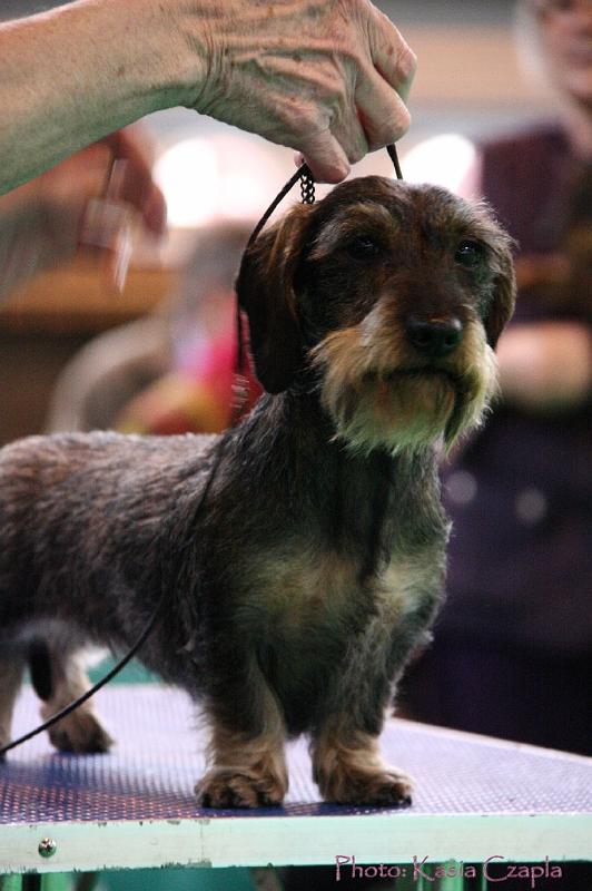 Crufts2011_2 1454.jpg